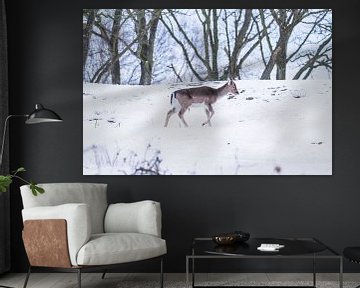 Young fallow deer in the snow by Anne Zwagers