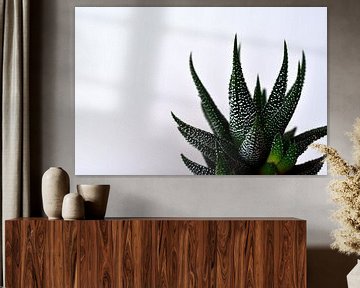 Aloe Aristata von Philipp Klassen