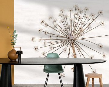 Natural still life of a desiccated hogweed in the snow by Mayra Fotografie