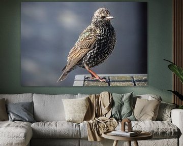 Starling by Ton van Waard - Pro-Moois