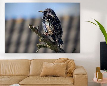 Starling in the sun by Ton van Waard - Pro-Moois