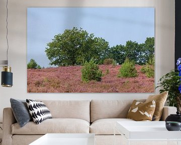 Heath landscape, Heiede blossom, Niederhaverbeck, Lüneburg Heath, Germany