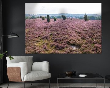 Heath landscape, Heiede blossom, Niederhaverbeck, Lüneburg Heath, Germany