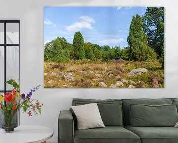 Heath landscape, Heiede blossom, Steingrund, Niederhaverbeck