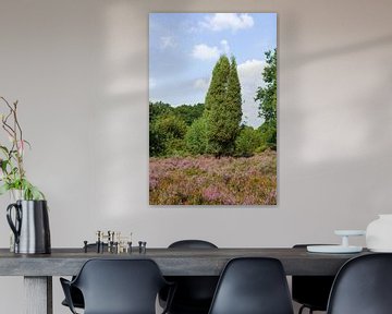 Heath landscape, Heiede blossom, Steingrund, Niederhaverbeck