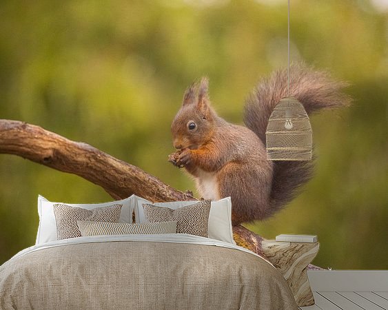 Aperçu de la chambre