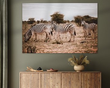 Zebra in Afrika in het wild, Namibië Etosha Nationaal Park van Helena Schröder