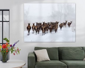 Red deer in the snow by René Vos