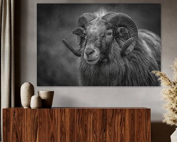 Sheep with curly horns in black and white by ingrid schot