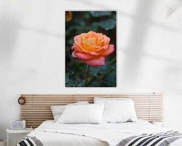 Roos, roze en geel van Homemade Photos