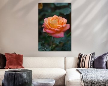 Roos, roze en geel van Homemade Photos