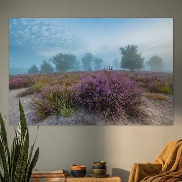 Lila Heidekraut auf der Kampina