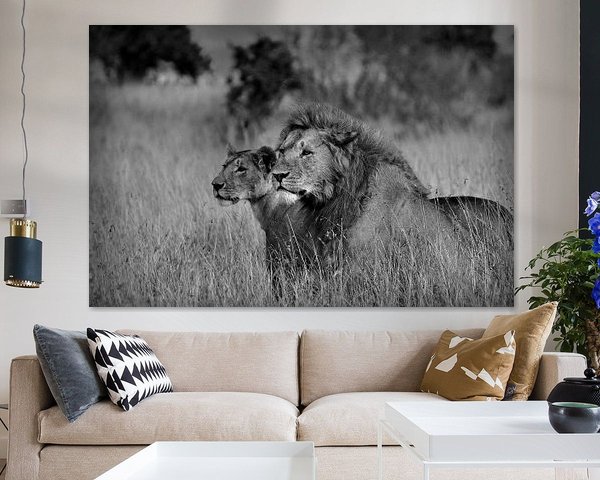 Twee metgezellen in zwart en wit, leeuwen in de Maasai Mara