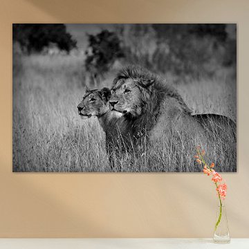 Two companions in black and white, lions in the Maasai Mara by Catalina Morales Gonzalez