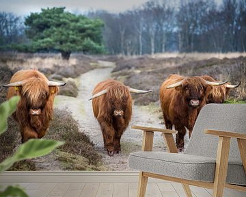 Schotten in Drenthe van Meint Brookman