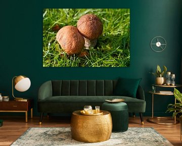 Champignon sur la prairie en été au Danemark sur Babetts Bildergalerie