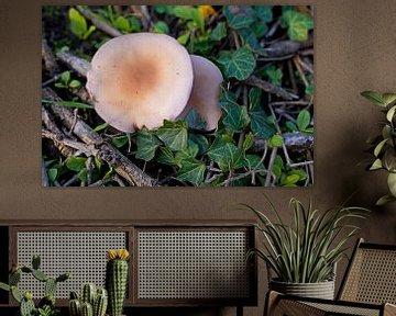 Champignon en automne en Allemagne et feuilles colorées sur Babetts Bildergalerie