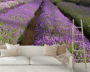 Lavendel in voller Blüte von Babetts Bildergalerie