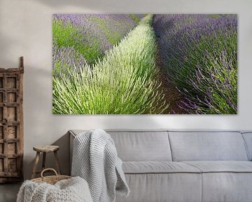 Lavendel in volle bloei van Babetts Bildergalerie