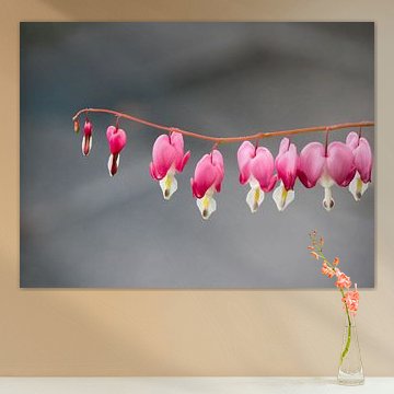 bleeding heart