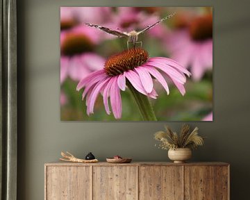 Painted thistle butterfly on coneflower by Katrin May