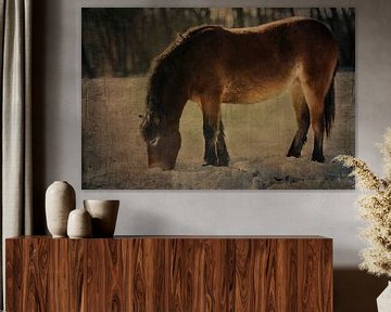 Exmoor Pony von Anouschka Hendriks