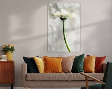 Gerbera, blanc ....... dreamy sur Mariska Vereijken