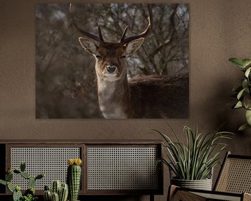 Portrait d'un cerf sur WeVaFotografie