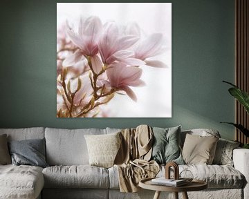 Magnolia Blossom by Violetta Honkisz