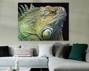 Iguana by Mario de Lijser