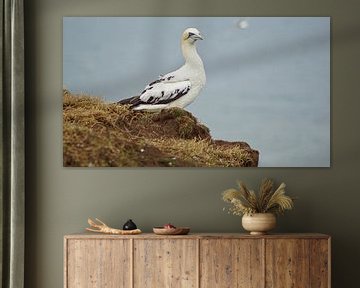 Vogels bij Bempton Cliffs van Babetts Bildergalerie