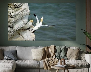 Vogels bij Bempton Cliffs van Babetts Bildergalerie