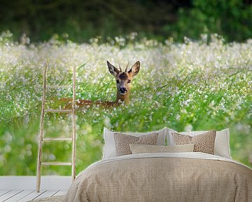 Ree in buckwheat by René Vos