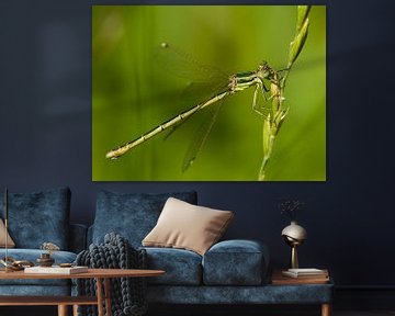 Demoiselle errante blindée