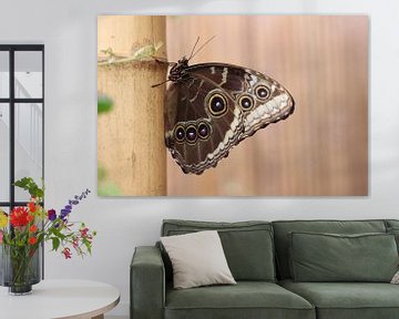 Butterfly sur Tineke Mols