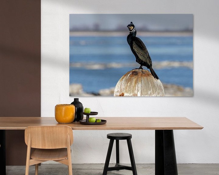 Impression: Le cormoran, Phalacrocorax carbo sur Anjo ten Kate