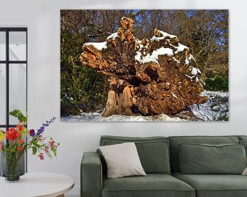 Face de racine d'arbre