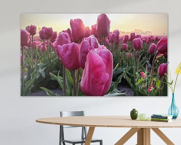 Veld roze tulpen met tegenlicht van Ton van Waard - Pro-Moois