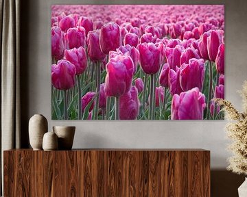 Feld mit rosa Tulpen von Ton van Waard - Pro-Moois