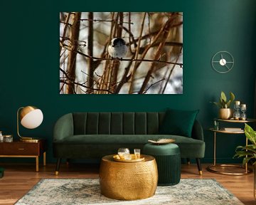 Mésange à longue queue