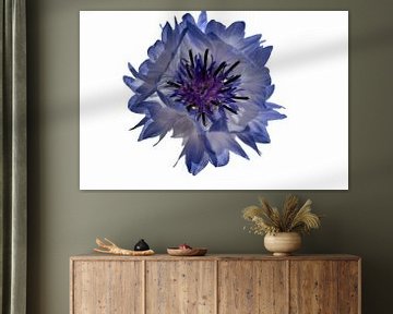 Korenbloemen blauw van Foto Studio Labie