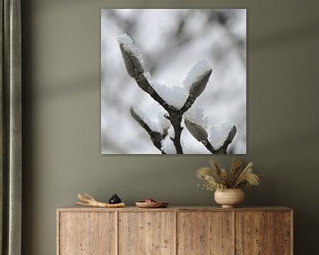 Magnolia in de winter van Bargo Kunst