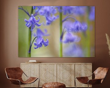 Wild hyacinth