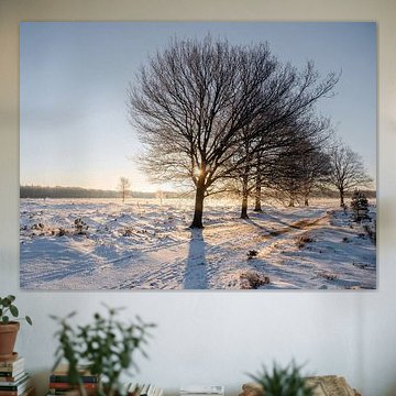 zonsopkomst in een witte wereld