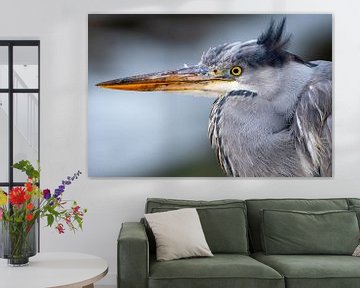 Reiger in focus modus van nathalieg_photography