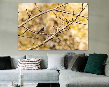 Zwarte roodstaart in de herfst