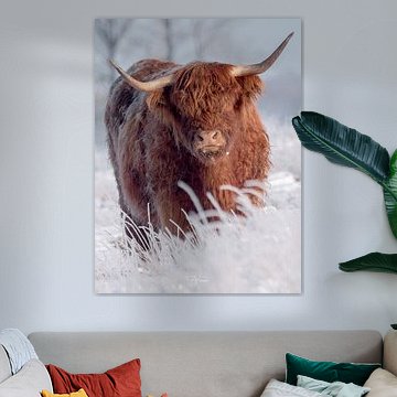 Schottischer Highlander im Winter