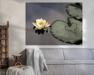 Waterlily by Mario de Lijser