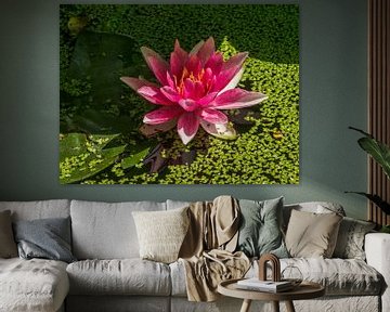 Pink Waterlily by Mario de Lijser