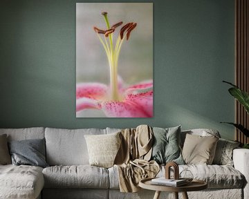 Lily